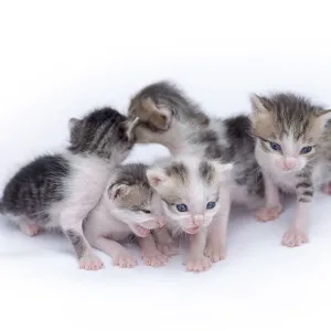 Cute kittens isolated on a white background