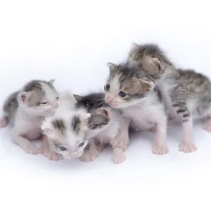 Cute kittens isolated on a white background