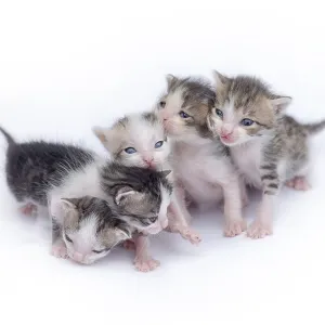 Cute kittens isolated on a white background