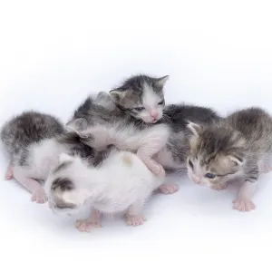 Cute kittens isolated on a white background