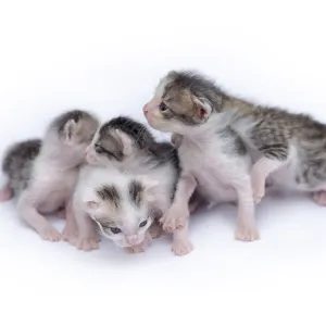 Cute kittens isolated on a white background
