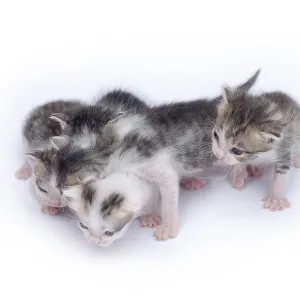 Cute kittens isolated on a white background