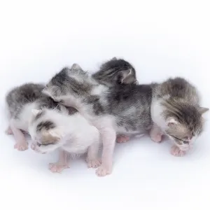 Cute kittens isolated on a white background
