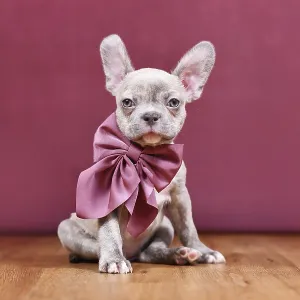 Cute Lilac Brindle French Bulldog dog puppy with healthy long nose and ribbon in front of studio background Cute Lilac Brindle French Bulldog dog puppy with healthy long nose and ribbon in front of studio background