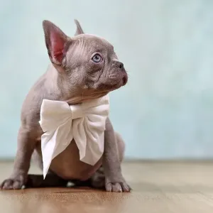 Cute lilac French Bulldog puppy with ribbon in front of studio background