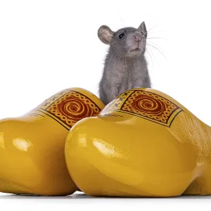 Cute little blue rat sitting in typical Dutch yellow wooden shoes