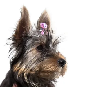 Cute little dog, Yorkshire terrier