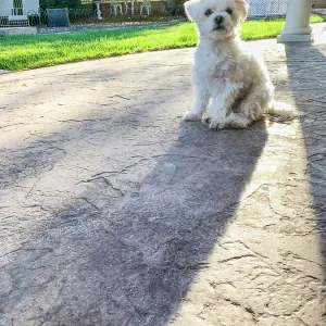 Cute Maltese Puppy Sitting on Patio in Back Yard of Home