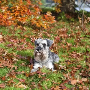 Cute miniature schnauzer on fallen leaves in autumn Cute miniature schnauzer on fallen leaves in autumn