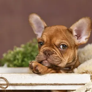 Cute Mocca French Bulldog dog puppy in box in front of brown background