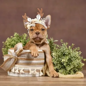 Cute Mokka Sable Maskless French Bulldog puppy with reindeer antlers in box in front of brown background with boho