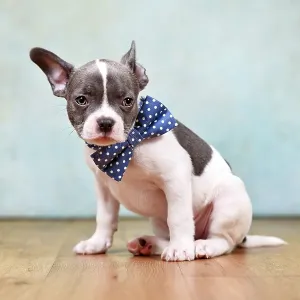 Cute pied French Bulldog puppy with one hanging ear and bow tie sitting in front of studio background