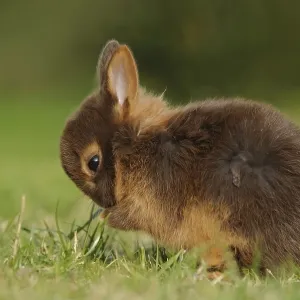 Cute rabbit kitten cleaning itself in the grass