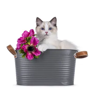 Cute Ragdoll Cat Kitten Print