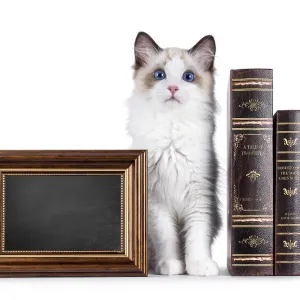 Cute ragdoll cat kitten sitting up facing front inbetween vintage books Cute ragdoll cat kitten sitting up facing front inbetween vintage books