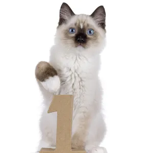 Cute Ragdoll cat kitten sitting beside a paper digit 1 Cute Ragdoll cat kitten sitting beside a paper digit 1