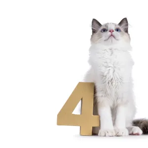 Cute Ragdoll cat kitten sitting beside a paper digit 4