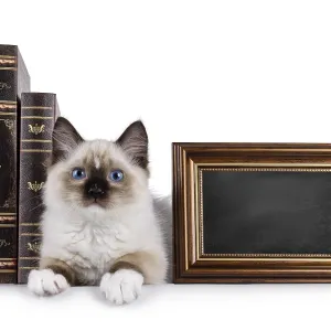 Cute ragdoll kitten laying down facing front inbetween vintage books Cute ragdoll kitten laying down facing front inbetween vintage books