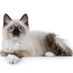 Cute ragdoll kitten laying down side ways on edge Cute ragdoll kitten laying down side ways on edge