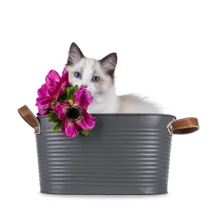 Cute Ragdoll Kitten Print