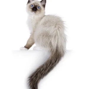 Cute ragdoll kitten sitting side ways on edge