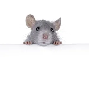 Cute rat holding up copy space banner with paws