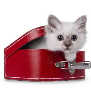 Cute Sacred Birman cat kitten, climbing out of red suitcase Cute Sacred Birman cat kitten, climbing out of red suitcase