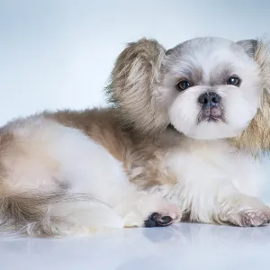 Cute shih tzu dog with fluffy ears portrait Cute shih tzu dog with fluffy ears portrait