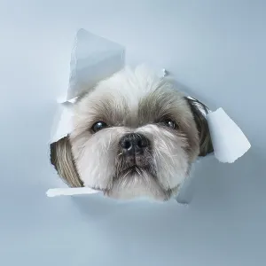Cute shih tzu dog looking through hole in white paper Cute shih tzu dog looking through hole in white paper