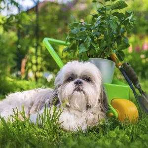 Cute shih tzu dog in summer garden with wheelbarrow and plant
