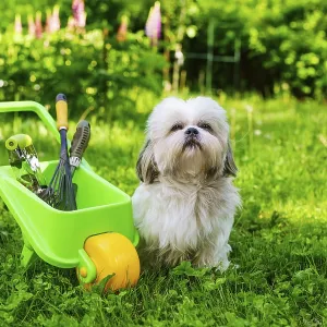 Cute shih tzu dog in summer garden with wheelbarrow and tools