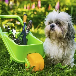 Cute shih tzu dog in summer garden with wheelbarrow and tools Cute shih tzu dog in summer garden with wheelbarrow and tools