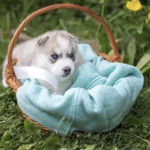 Cute Siberian husky puppy with blue eyes in the basket