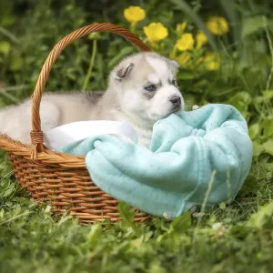 Cute Siberian husky puppy with blue eyes in the basket Cute Siberian husky puppy with blue eyes in the basket