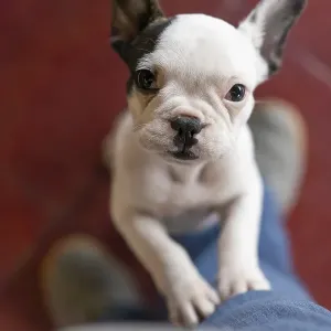 Cute small dog standing on two legs and looking at camera Cute small dog standing on two legs and looking at camera