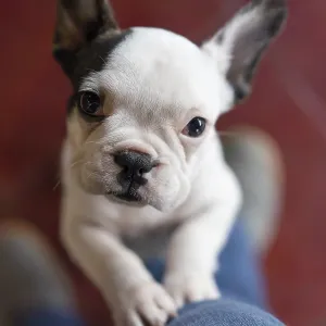 Cute small dog standing on two legs and looking at camera Cute small dog standing on two legs and looking at camera