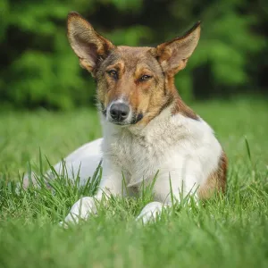 Cute stray dog laying on green grass Cute stray dog laying on green grass