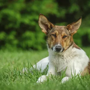 Cute stray dog laying on green grass Cute stray dog laying on green grass