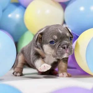 Cute tan French Bulldog dog puppy between colorful balloons