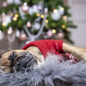 Cute tired French Bulldog dog wearing a red knitted Christmas sweater sleeping on cozy fur blanket in front of pink