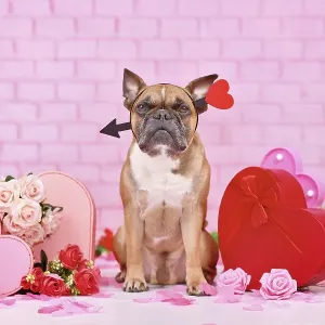 Cute Valentine's day dog Cute Valentine's day dog
