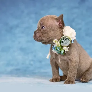 Cute four weeks young Lilac Brindle French Bulldog puppy with flower collar Cute four weeks young Lilac Brindle French Bulldog puppy with flower collar