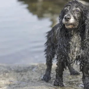 Cute Wet and Dirty Dog Cute Wet and Dirty Dog