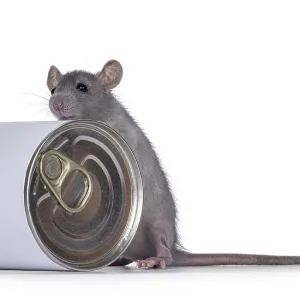 Cute young blue rat standing with front paws on food can