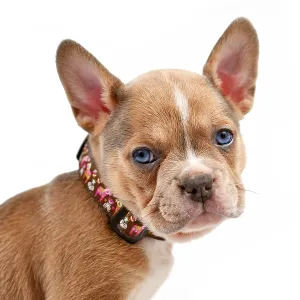 Cute young dog puppy modelling a pet collar in front of white studio background Cute young dog puppy modelling a pet collar in front of white studio background