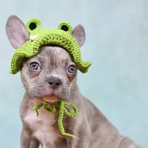 Cute young Lilac Brindle French Bulldog dog puppy with knitted frog hat Cute young Lilac Brindle French Bulldog dog puppy with knitted frog hat