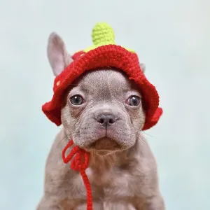 Cute young Lilac Brindle French Bulldog dog puppy with knitted strawberry hat