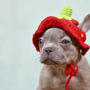 Cute young Lilac Brindle French Bulldog dog puppy with knitted strawberry hat