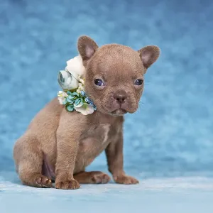 Cute young Lilac Brindle French Bulldog puppy with flower collar