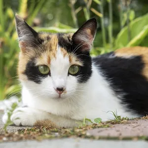 Cute young tricolor stray cat lies Cute young tricolor stray cat lies